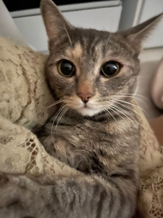 Мия ищет свой дом