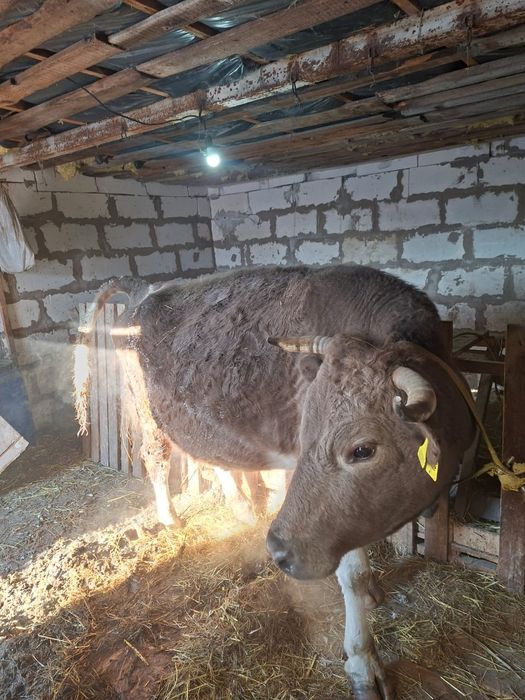 Буаз сиыр .Бұзаулайтын сиыр.