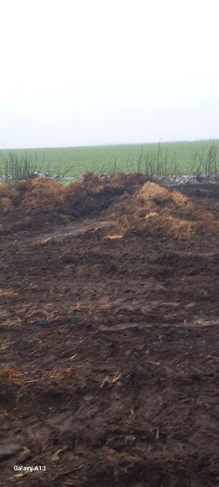 gunoi de VACI putred și proaspăt