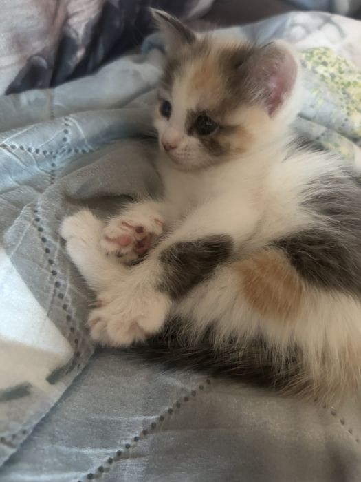 Одтам котят в добрые руки