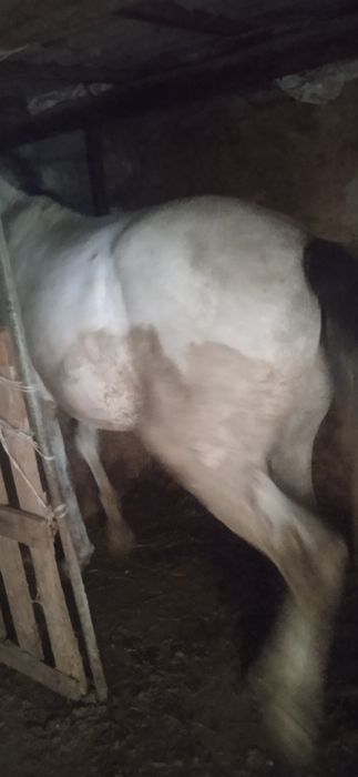 Жеребец жеребец лошади