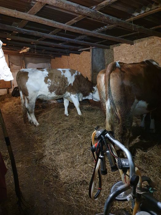 Vand 3 vaci baltata romaneasca