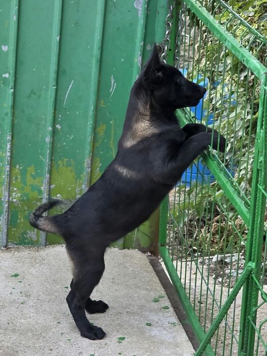 Catel Ciobanesc Belgian Malinois