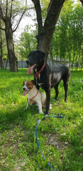 Пропала собака по кличке Гира