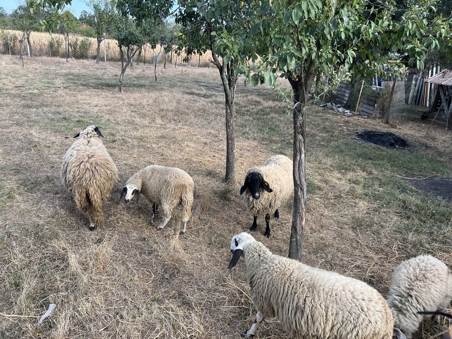 Oi si mielute carabase