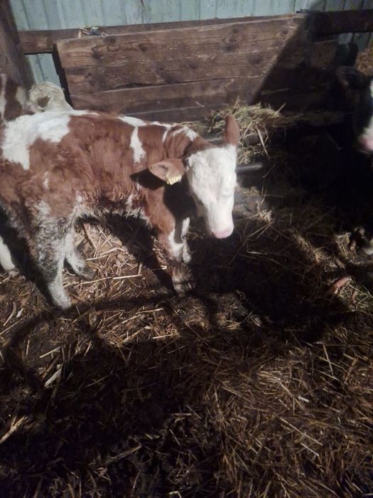 Tauras și vitea baltata