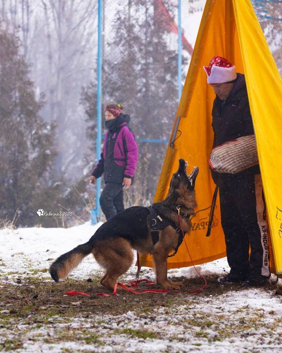 Щенки немецкой овчарки