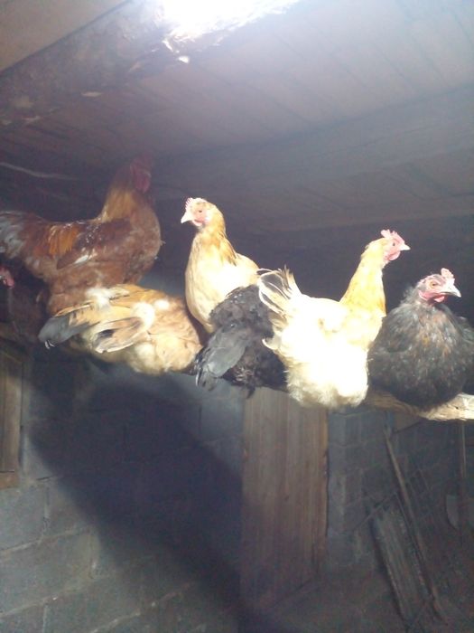Продам кур нешушек домашние