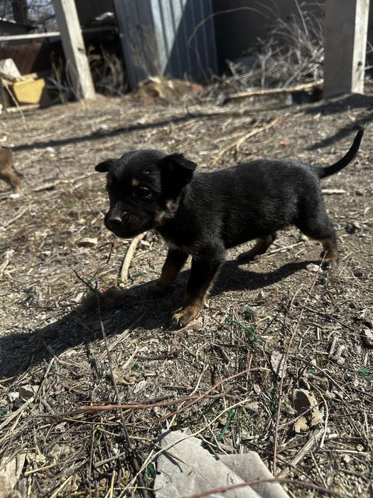 Щенки ищут свой дом