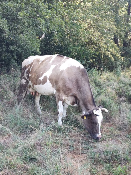 Vănd vaci Holstein cu 8250 lei