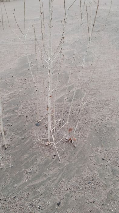 Дерево(тополь) терек ағашы