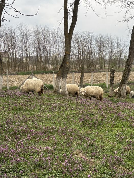 Lichidare gospodină – 4 oi Țurcane + 5 miei Premium