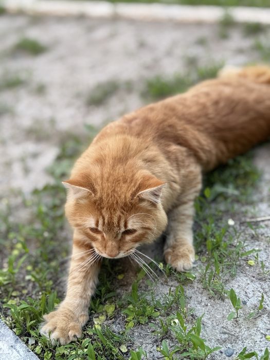 Котик в добрые руки