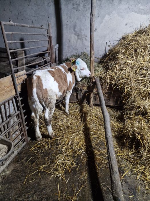 Vând tăuraș bălțată românească