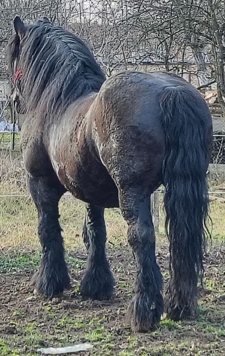 Armăsar greu ardenez pentru monta