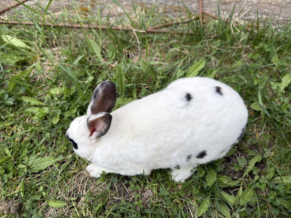 Iepuroi rex dalmatian de vanzare.