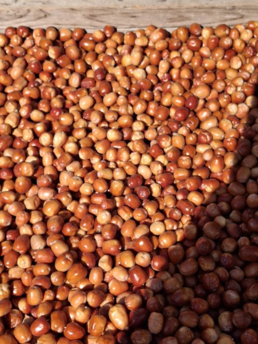 Жиде сатылады  ірі дәмді 2000тг кг.