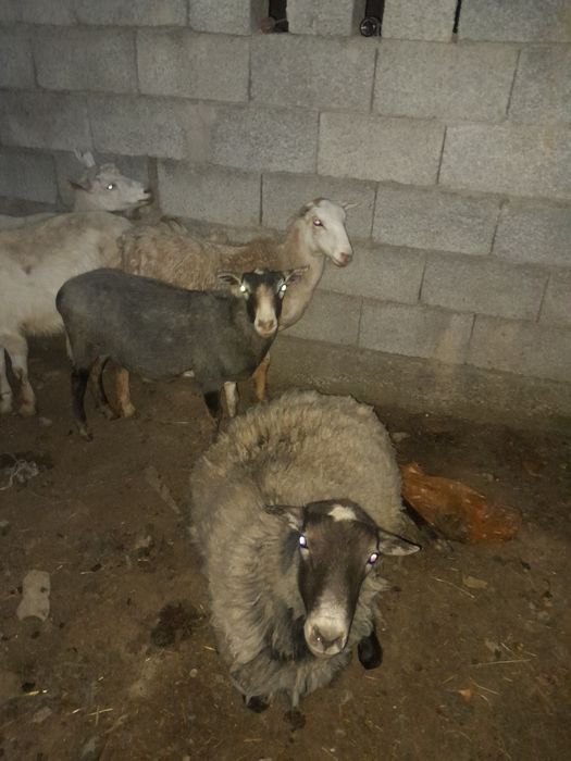 Рамановские бараны