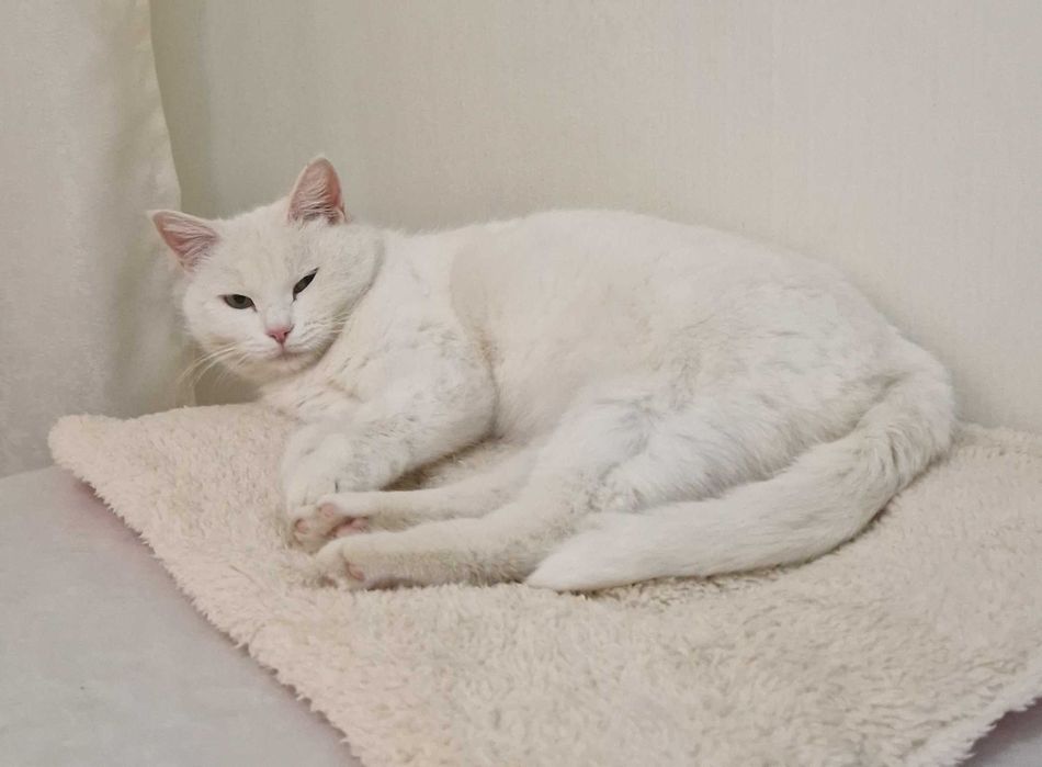 Кошки/ты домашние, стерильные