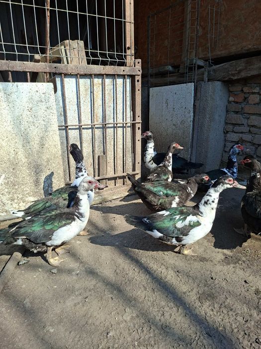 Rate mute 2025 si 2024