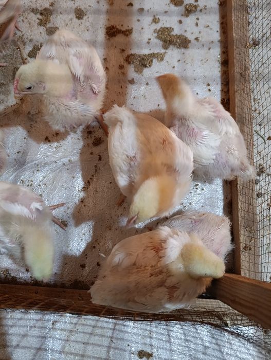 Broller 3.6.0.0.0 dan boshlab 400-500gram