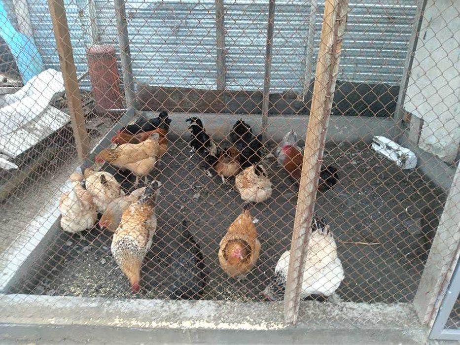 Əтештер сатылады/Продаются петушки.