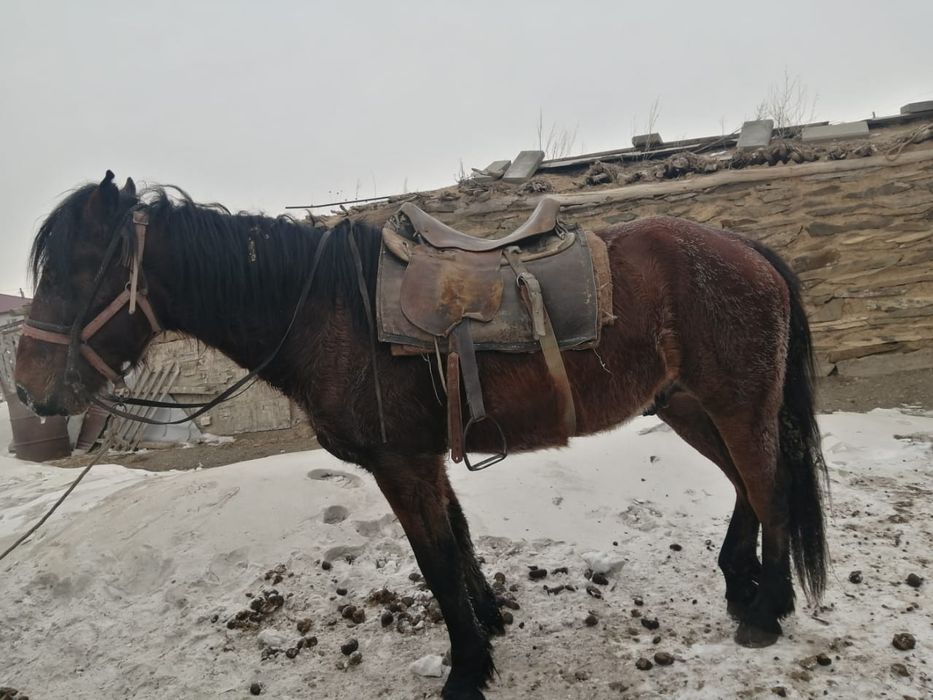 Айғыр жорға 4ж. Инаходец 4г