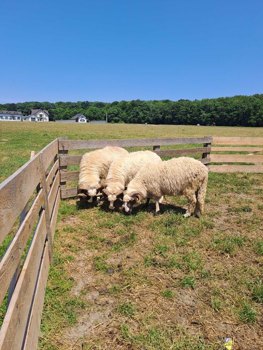 Vând berbecii frumoși si tinerii