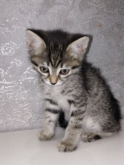 Отдам котят в хорошие руки