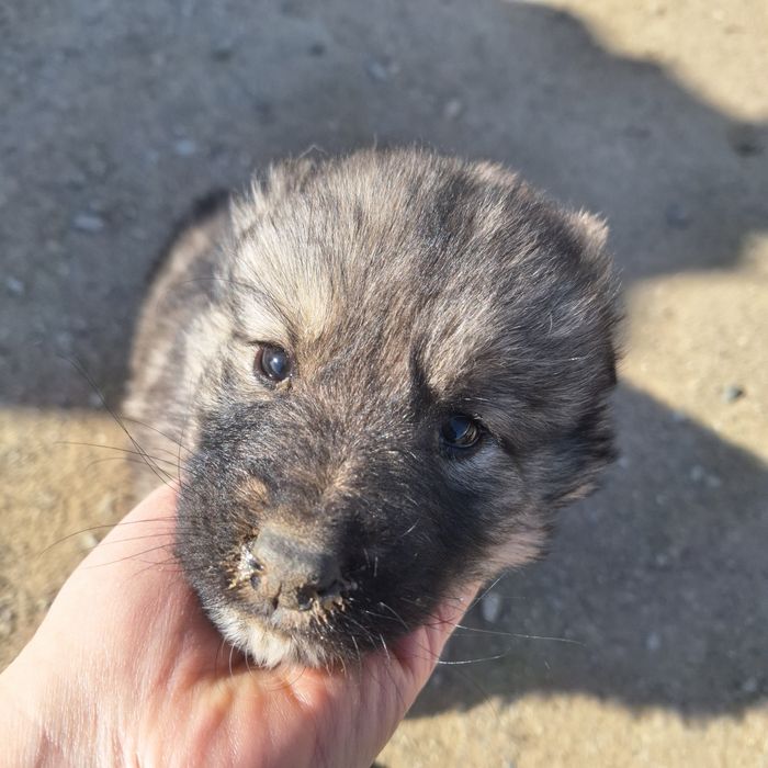 Кушик щенок смесь