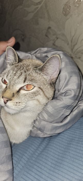 Отдам котёнка бесплатно в добрые руки