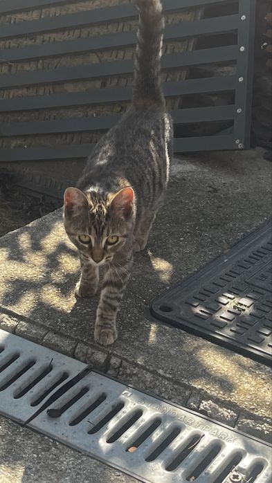 Donez pui de pisica tigrata 6 luni