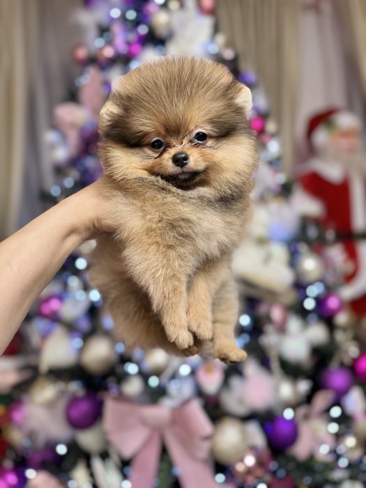 Mascul pomeranian fci pedigree