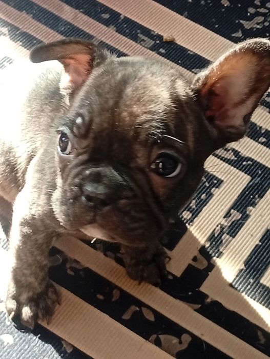 Французский бульдог. Щенки.