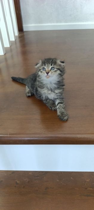 Mushukcha Котята