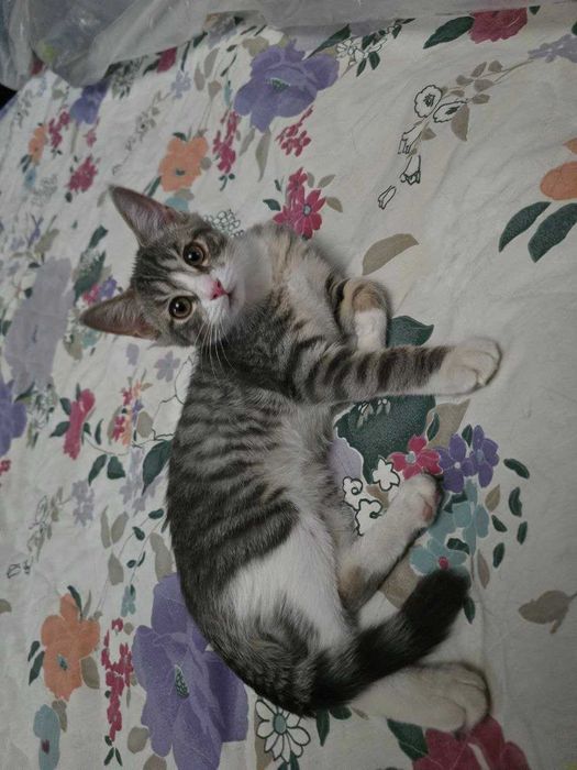 Котёнок, девочка 4 месяца, в добрые руки