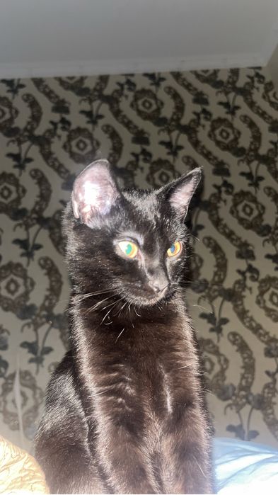 СРОЧНО‼️отдам кота в добрые руки