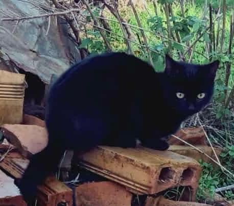 Малко гальовно черно женско коте търси дом