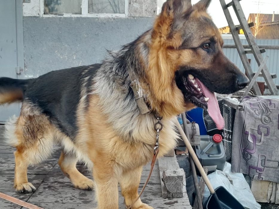 Немецкая овчарка