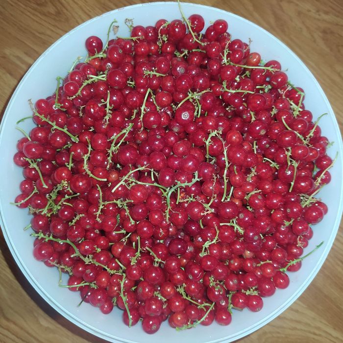 Красная смородина ягоды
