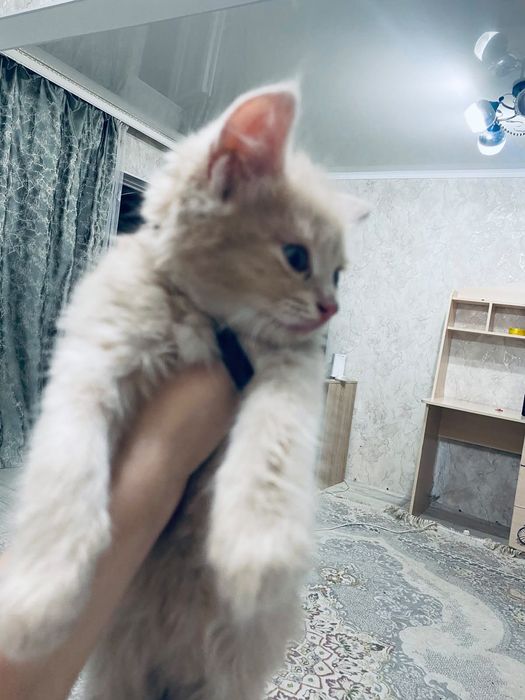 Отдаю котят в добрые руки