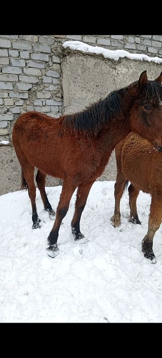 Продам 2 жабағы кобылка и жеребчик.