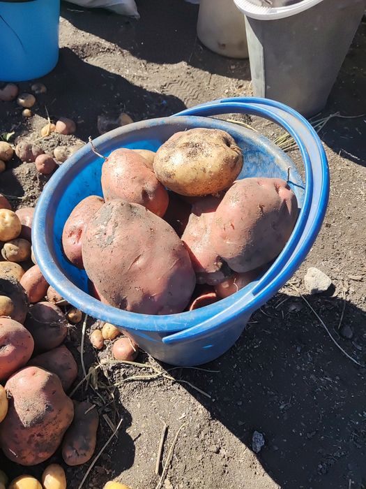 Продам крупный отборный картофель.