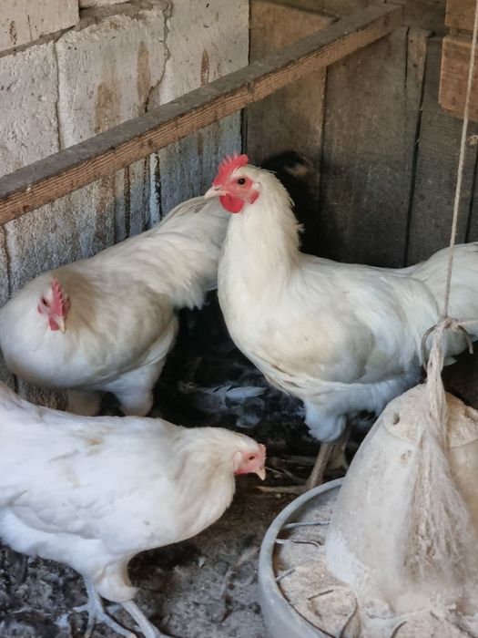 Australorp alb ,  familie australop