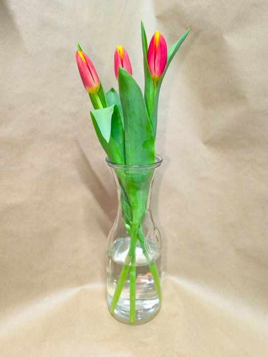 Тюльпаны ОПТОМ Кокшетау