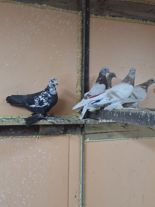 Голуби игра гребля тяга