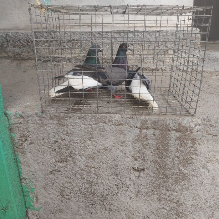 Сизи белохосты бобочки