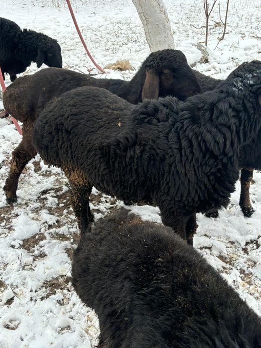 Тоқты қошқарлар