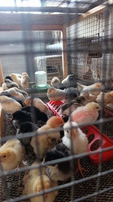 Продам цыплят несушек