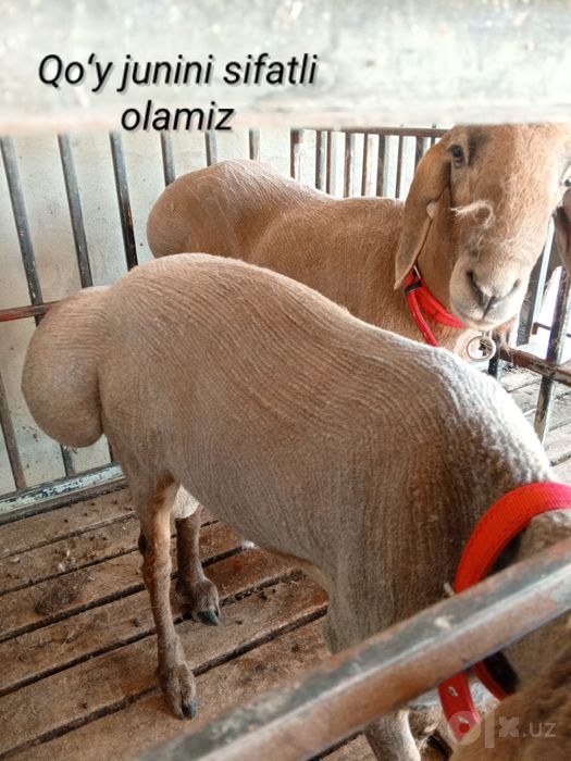 Qoʻy junini olish xizmati